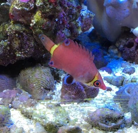 The 11 Best Saltwater Aquarium Fish for True Beginners.